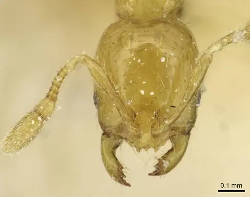 Solenopsis joergenseni specimen CASENT0913944 image casent0913944_2