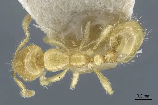Solenopsis joergenseni specimen CASENT0917010 image casent0917010_1