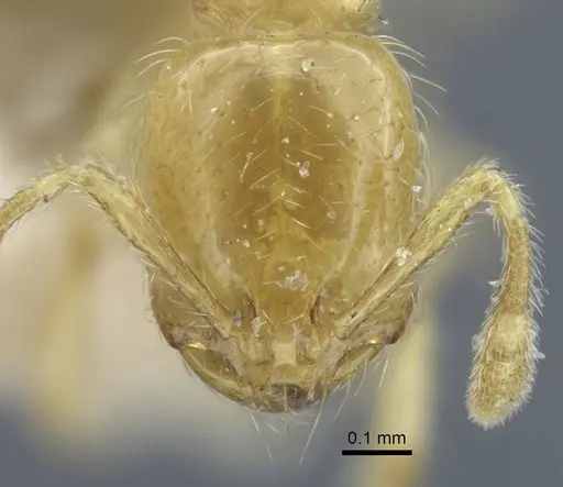Solenopsis joergenseni specimen CASENT0917010 image casent0917010_2