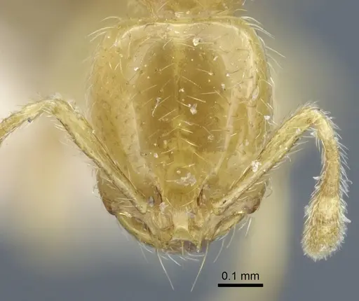 Solenopsis joergenseni specimen CASENT0917010 image casent0917010_3