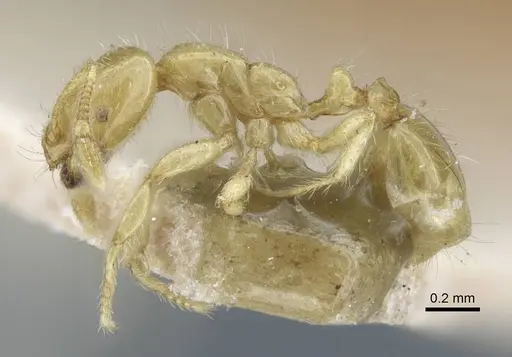 Solenopsis joergenseni specimen CASENT0917010 image casent0917010_4