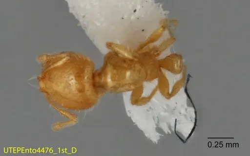 Solenopsis johnsoni specimen UTEPENTO4476-01 image utepento4476-01_1