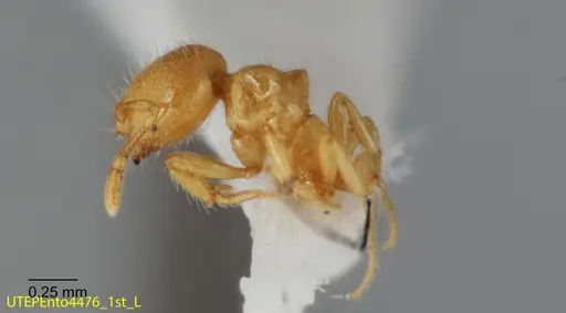 Solenopsis johnsoni specimen UTEPENTO4476-01 image utepento4476-01_2