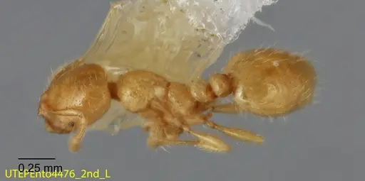 Solenopsis johnsoni specimen UTEPENTO4476-02 image utepento4476-02_1