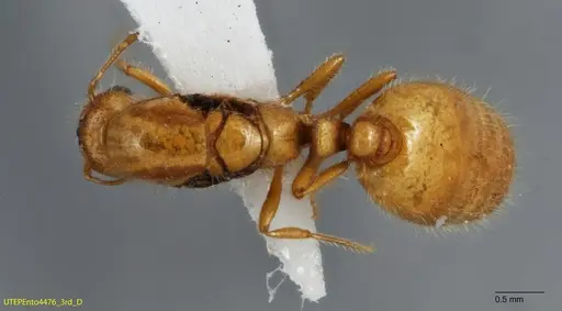 Solenopsis johnsoni specimen UTEPENTO4476-03 image utepento4476-03_1