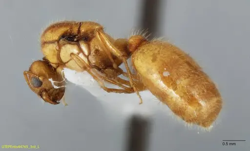 Solenopsis johnsoni specimen UTEPENTO4476-03 image utepento4476-03_2