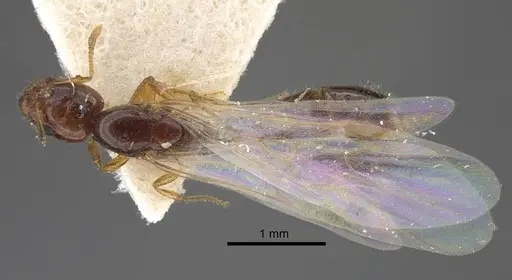 Solenopsis juliae specimen CASENT0917366 image casent0917366_1