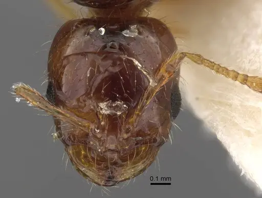 Solenopsis juliae specimen CASENT0917366 image casent0917366_2