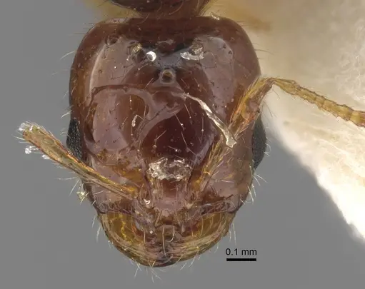 Solenopsis juliae specimen CASENT0917366 image casent0917366_3