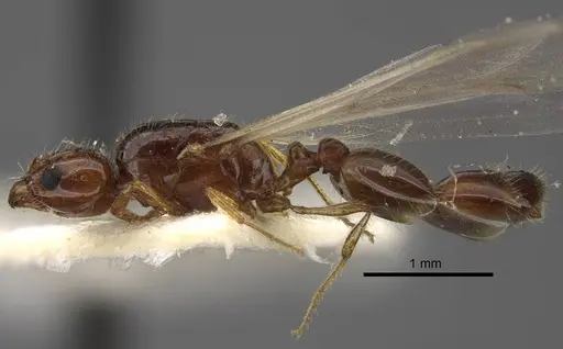 Solenopsis juliae specimen CASENT0917366 image casent0917366_4