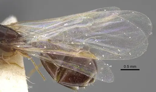 Solenopsis juliae specimen CASENT0917366 image casent0917366_5