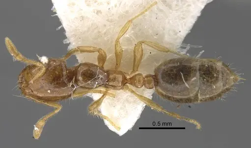 Solenopsis juliae specimen CASENT0917367 image casent0917367_1