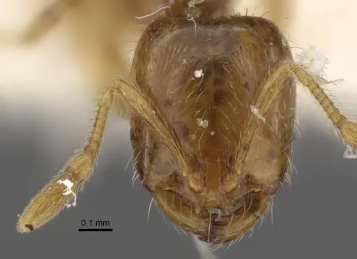 Solenopsis juliae specimen CASENT0917367 image casent0917367_2