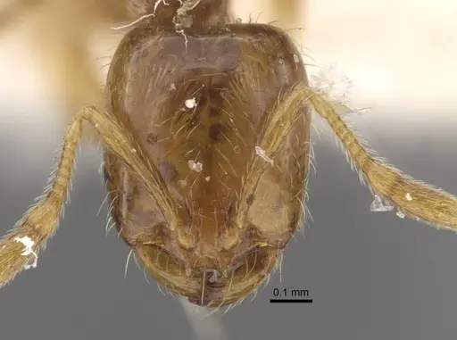 Solenopsis juliae specimen CASENT0917367 image casent0917367_3