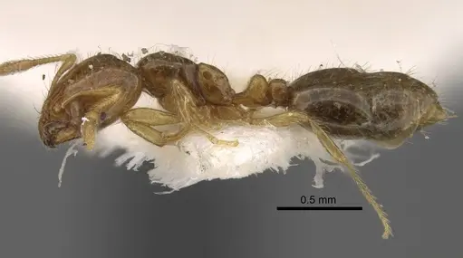 Solenopsis juliae specimen CASENT0917367 image casent0917367_4