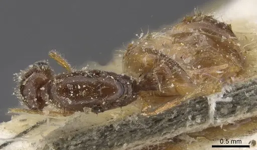 Solenopsis kabylica specimen CASENT0913882 image casent0913882_1