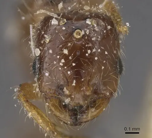 Solenopsis kabylica specimen CASENT0913882 image casent0913882_2