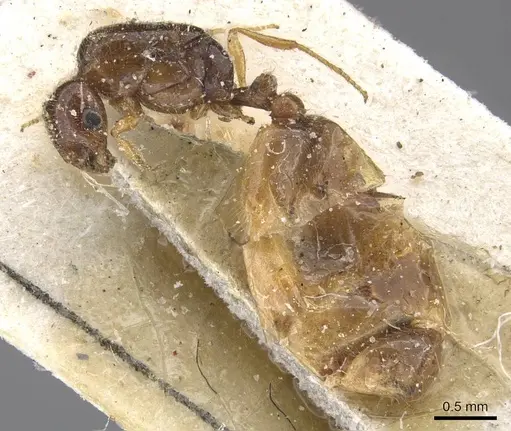 Solenopsis kabylica specimen CASENT0913882 image casent0913882_3