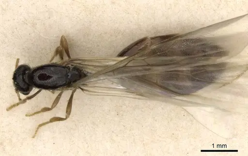 Solenopsis kochi specimen CASENT0281016 image casent0281016_1