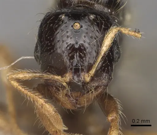 Solenopsis kochi specimen CASENT0281016 image casent0281016_2
