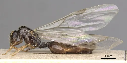 Solenopsis kochi specimen CASENT0281016 image casent0281016_3
