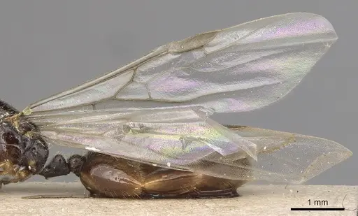 Solenopsis kochi specimen CASENT0281016 image casent0281016_4