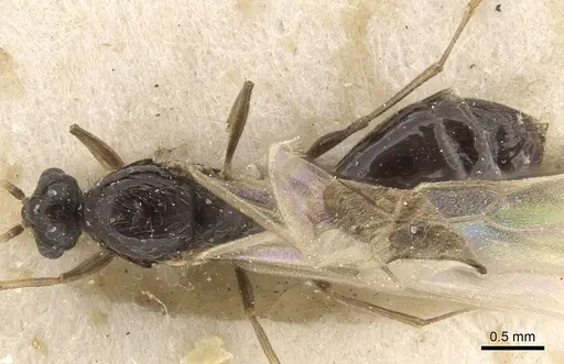 Solenopsis kochi specimen CASENT0281017 image casent0281017_1