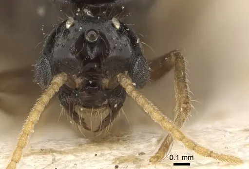 Solenopsis kochi specimen CASENT0281017 image casent0281017_2