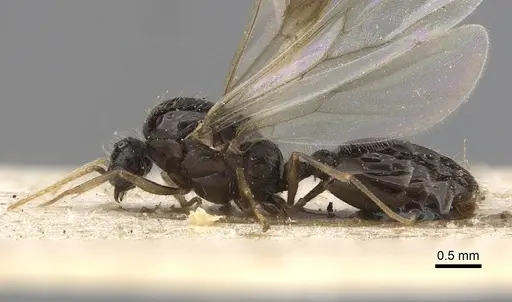 Solenopsis kochi specimen CASENT0281017 image casent0281017_3