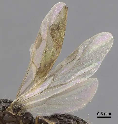 Solenopsis kochi specimen CASENT0281017 image casent0281017_4