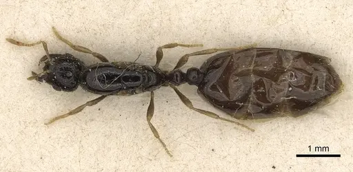 Solenopsis kochi specimen CASENT0281018 image casent0281018_1