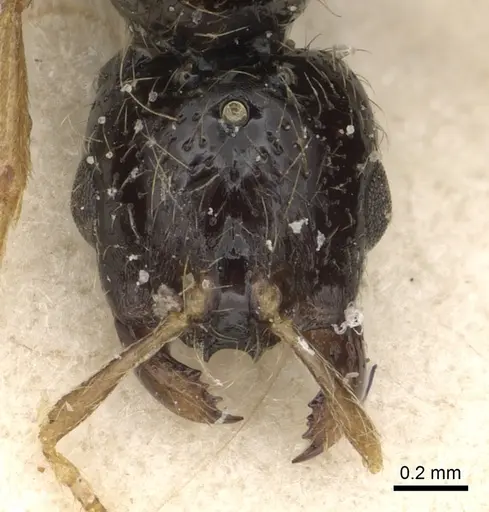 Solenopsis kochi specimen CASENT0281018 image casent0281018_2