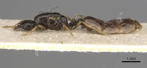 Solenopsis kochi specimen CASENT0281018 image casent0281018_3