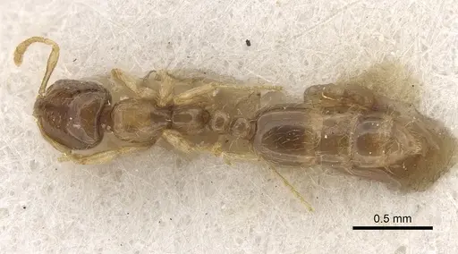 Solenopsis kochi specimen CASENT0281035 image casent0281035_1