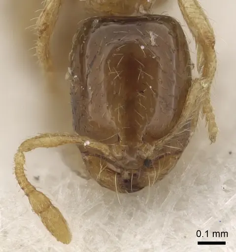 Solenopsis kochi specimen CASENT0281035 image casent0281035_2