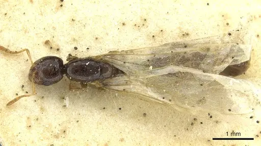 Solenopsis kochi specimen CASENT0913596 image casent0913596_1