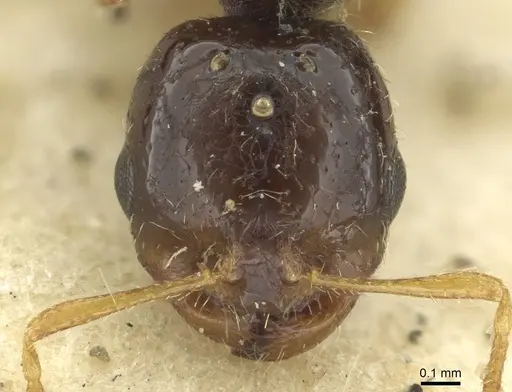 Solenopsis kochi specimen CASENT0913596 image casent0913596_2
