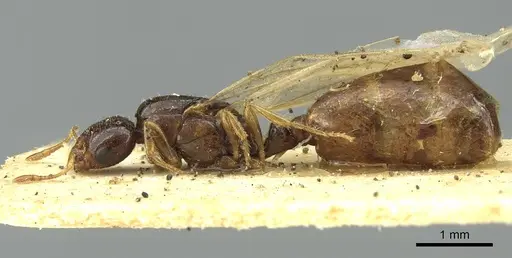 Solenopsis kochi specimen CASENT0913596 image casent0913596_3