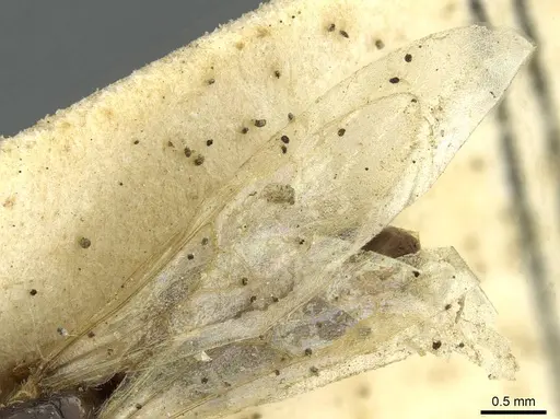 Solenopsis kochi specimen CASENT0913596 image casent0913596_4