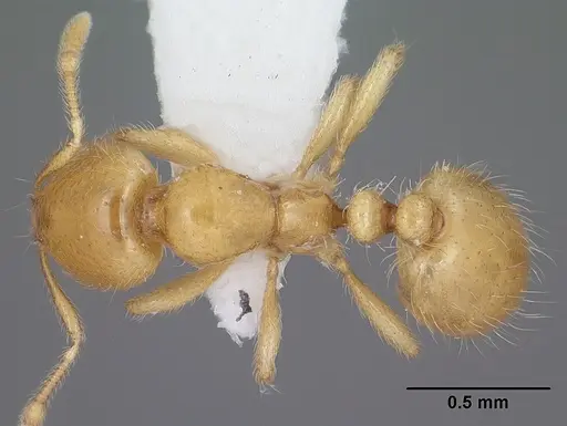 Solenopsis krockowi specimen CASENT0104467 image casent0104467_1