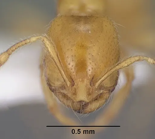 Solenopsis krockowi specimen CASENT0104467 image casent0104467_2