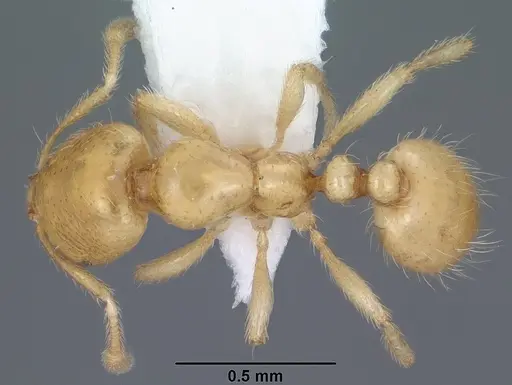 Solenopsis krockowi specimen CASENT0104468 image casent0104468_1