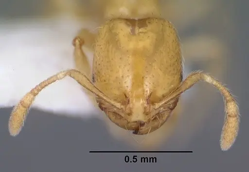Solenopsis krockowi specimen CASENT0104468 image casent0104468_2