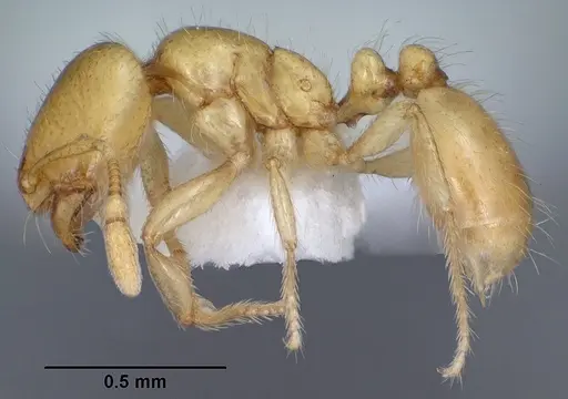 Solenopsis krockowi specimen CASENT0104468 image casent0104468_3