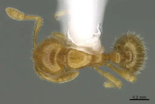 Solenopsis laeviceps specimen CASENT0217938 image casent0217938_1
