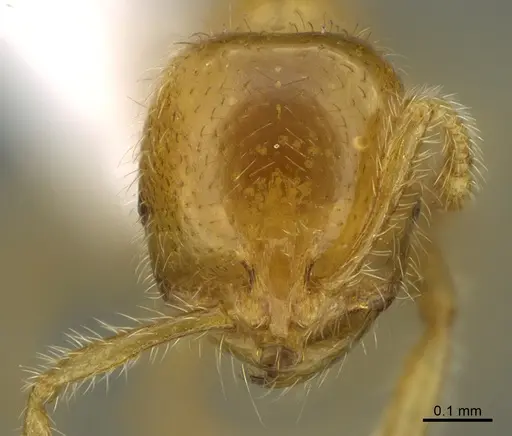 Solenopsis laeviceps specimen CASENT0217938 image casent0217938_2