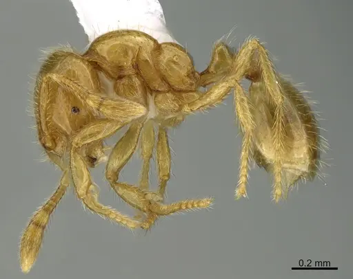 Solenopsis laeviceps specimen CASENT0217938 image casent0217938_3