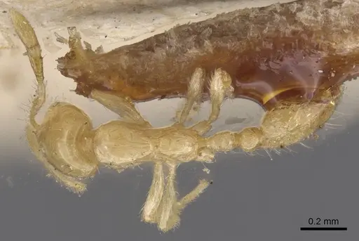 Solenopsis laeviceps specimen CASENT0913903 image casent0913903_1