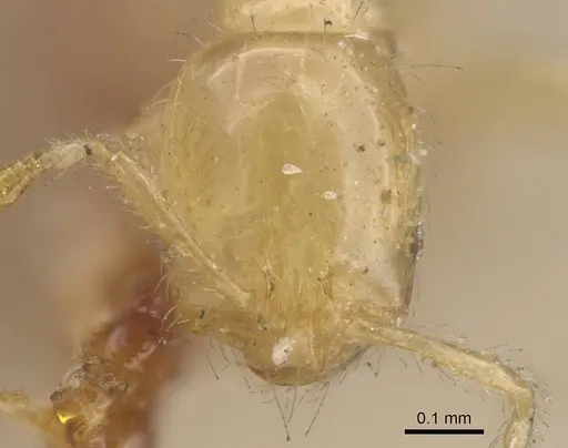 Solenopsis laeviceps specimen CASENT0913903 image casent0913903_2