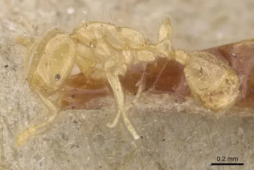 Solenopsis laeviceps specimen CASENT0913903 image casent0913903_3